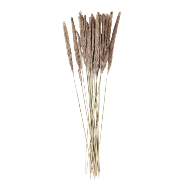 Bouquet de pampa